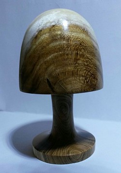 Small Mushroom from Laburnum